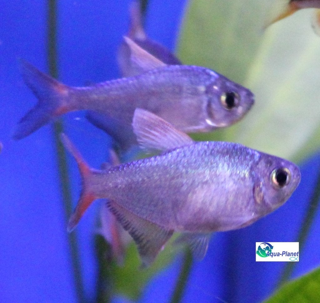 Colombiaanse Tetra "Red + Blue", Vis, Zoetwatervis, Schoolvis