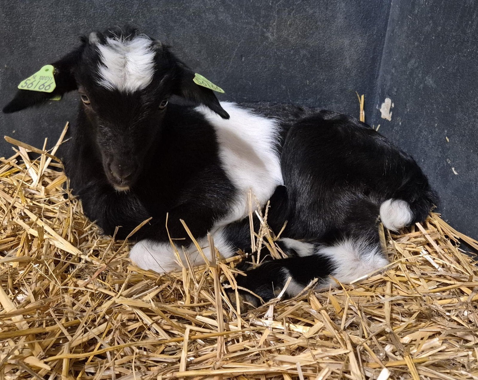 Jonge bonte melkgeit bok, Dieren en Toebehoren, Schapen, Geiten en Varkens
