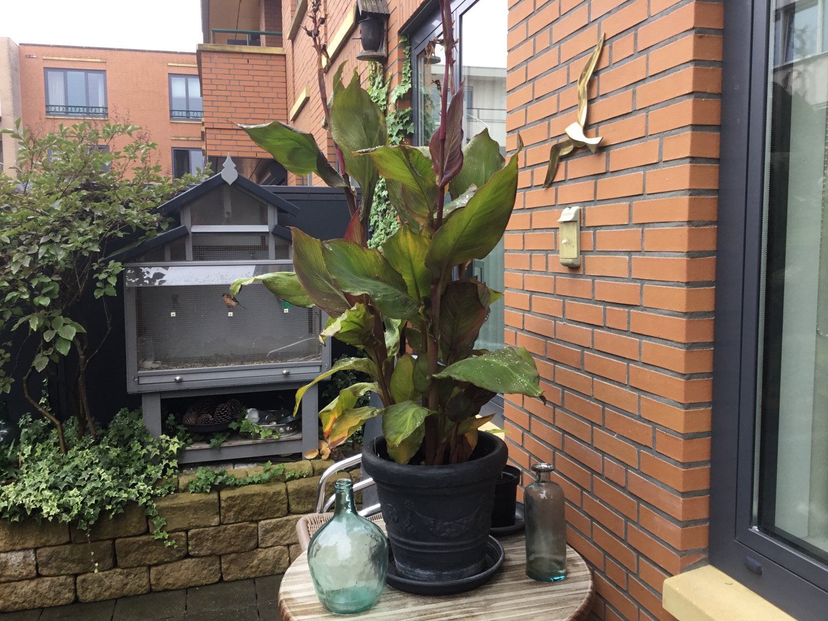 Canna DURBAN ,,Groot ,, inc pot, Volle zon, 100 tot 250 cm, Zomer, Overige soorten