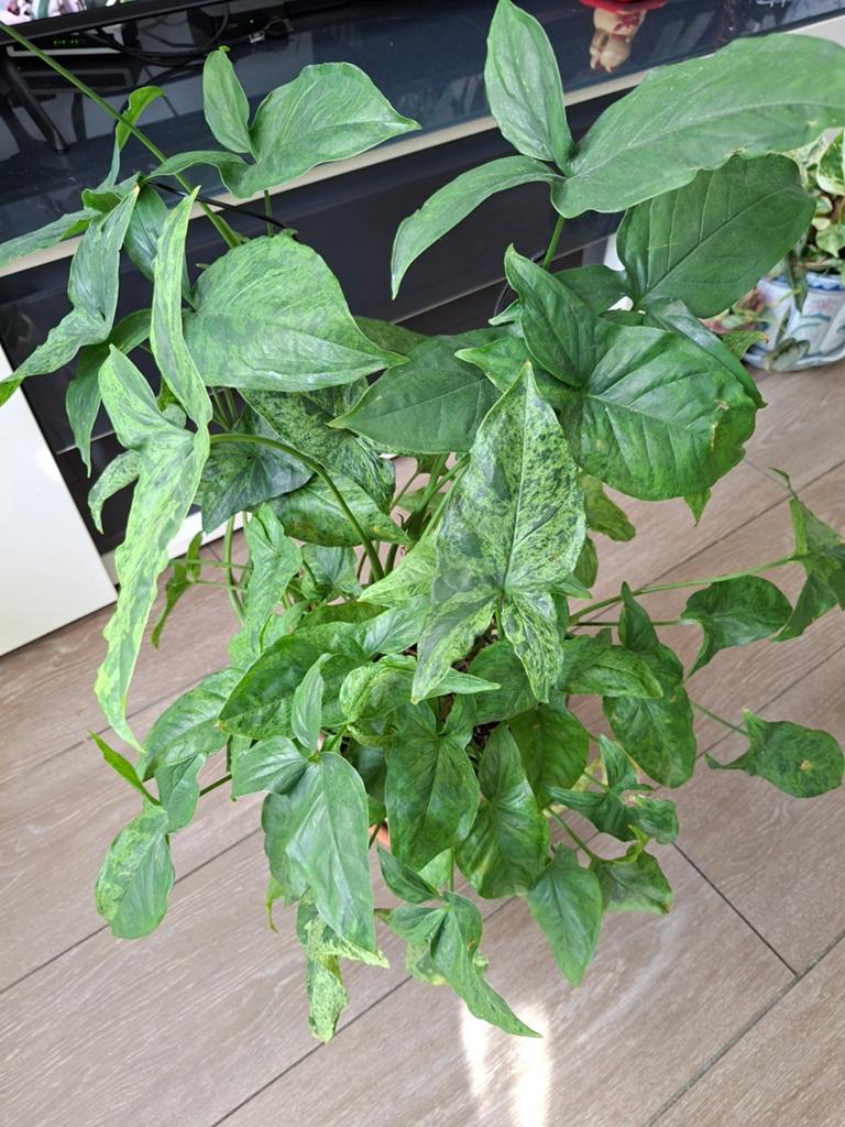 Syngonium mottled mojito, Ophalen, Halfschaduw, Minder dan 100 cm