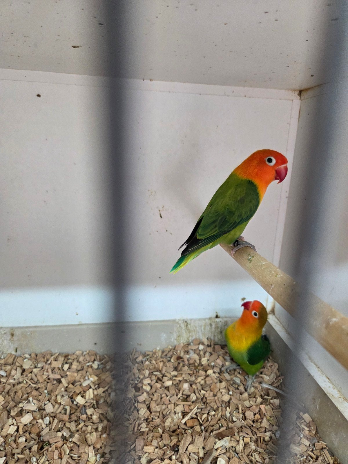 koppel fischeries, Dieren en Toebehoren, Vogels | Parkieten en Papegaaien, Meerdere dieren, Parkiet