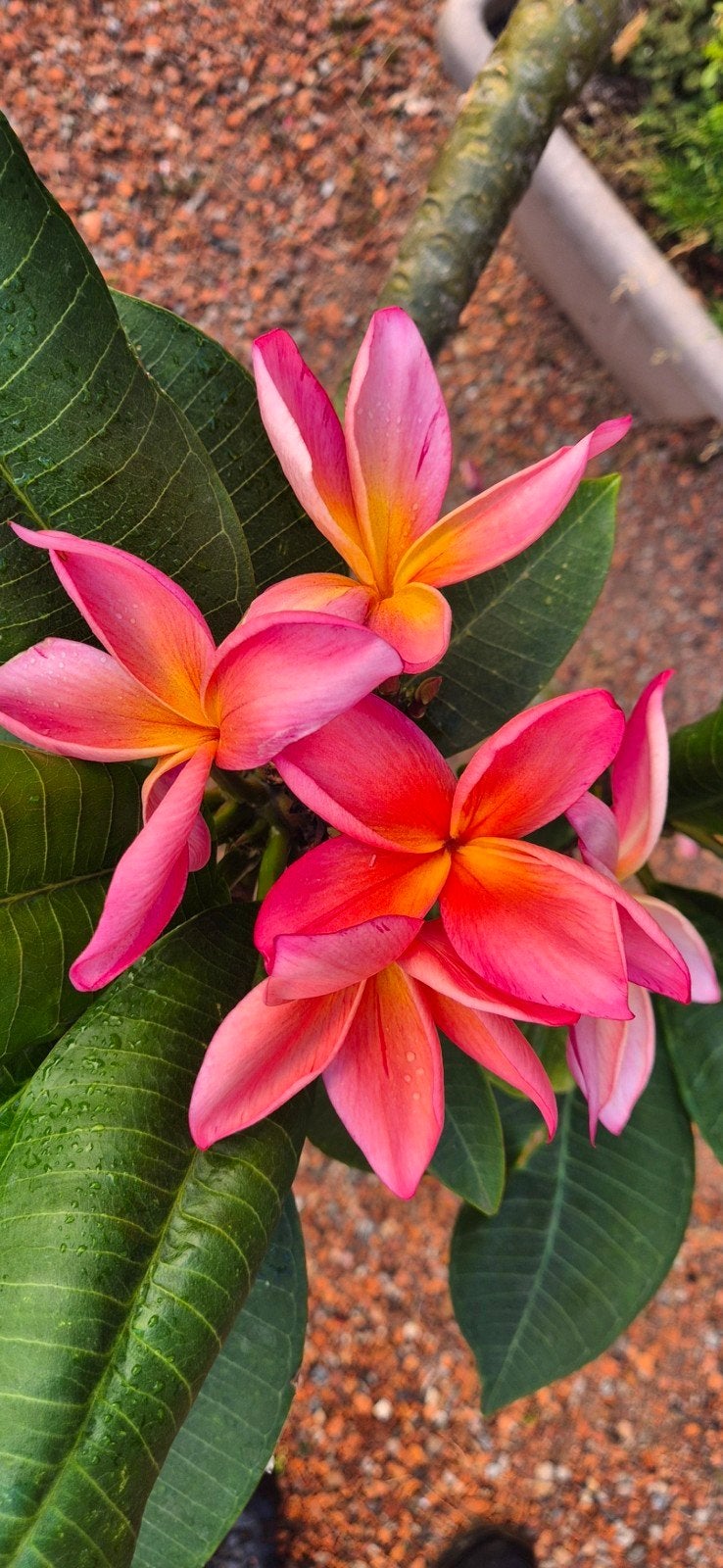 Grote volwassen Plumeria / Frangipani bomen (2–3 meter hoog), Ophalen, Volle zon, Overige soorten