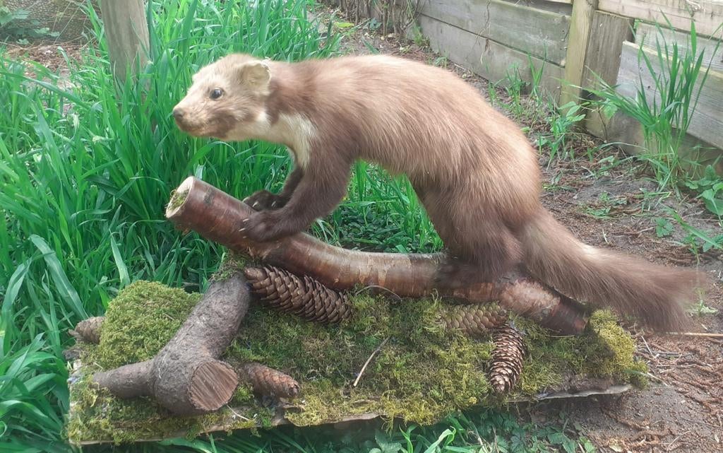 Luxe Taxidermie – Steenmarter met Volle Vacht op Bosdecor, Verzamelen, Dierenverzamelingen, Ophalen of Verzenden, Zo goed als nieuw