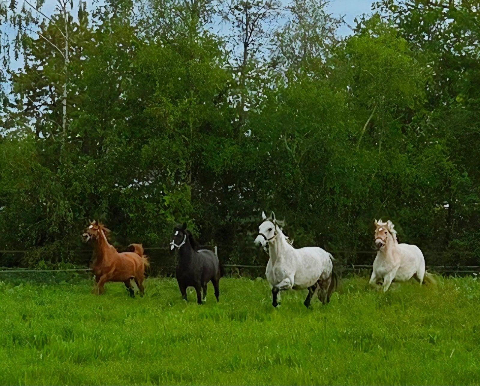 2 ponystallen beschikbaar stokmaat tot 1.55mtr, Weidegang, 2 of 3 paarden of pony's
