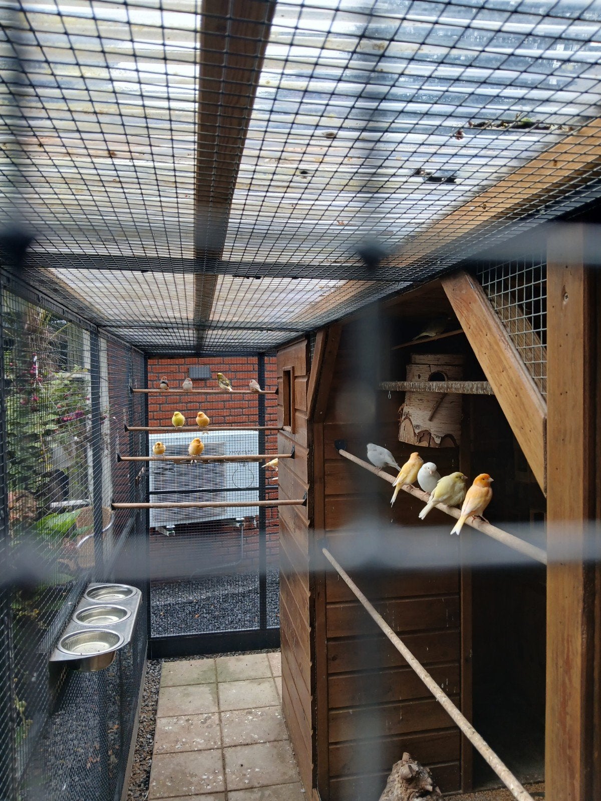 20 kanaries uit buiten volière, Meerdere dieren, Kleurkanarie