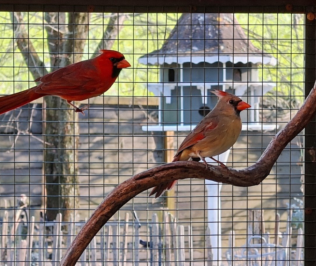 Kweekkoppel rode kardinalen, Dieren en Toebehoren, Meerdere dieren, Tropenvogel, Geringd