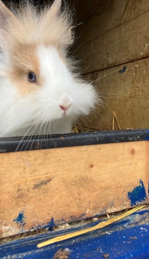 Lief baby konijntje, Vrouwelijk, Middelgroot, 0 tot 2 jaar
