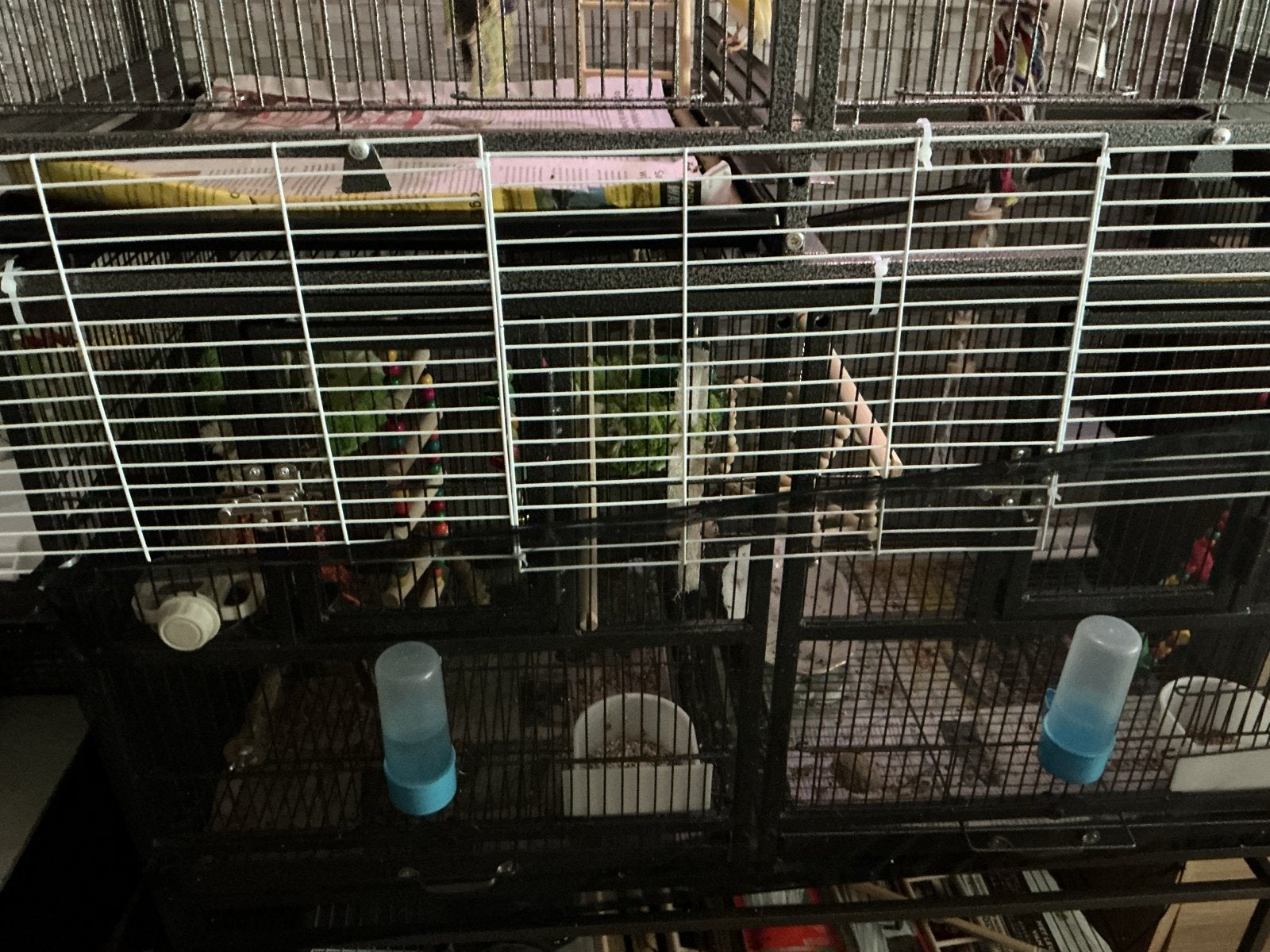 Vogelkooi  met kanaries  3 kanarie s mogen mee verhuizen., Dieren en Toebehoren, Vogels | Kanaries, Meerdere dieren, Zangkanarie