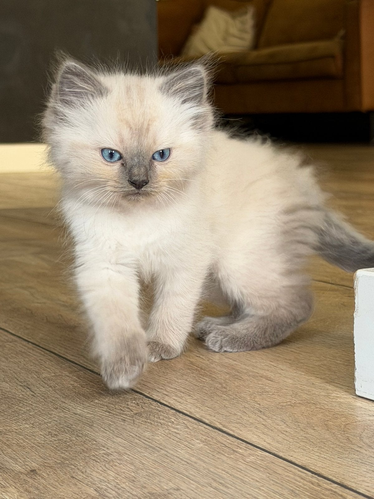 Ragdoll kitten kater, Kater, Ontwormd