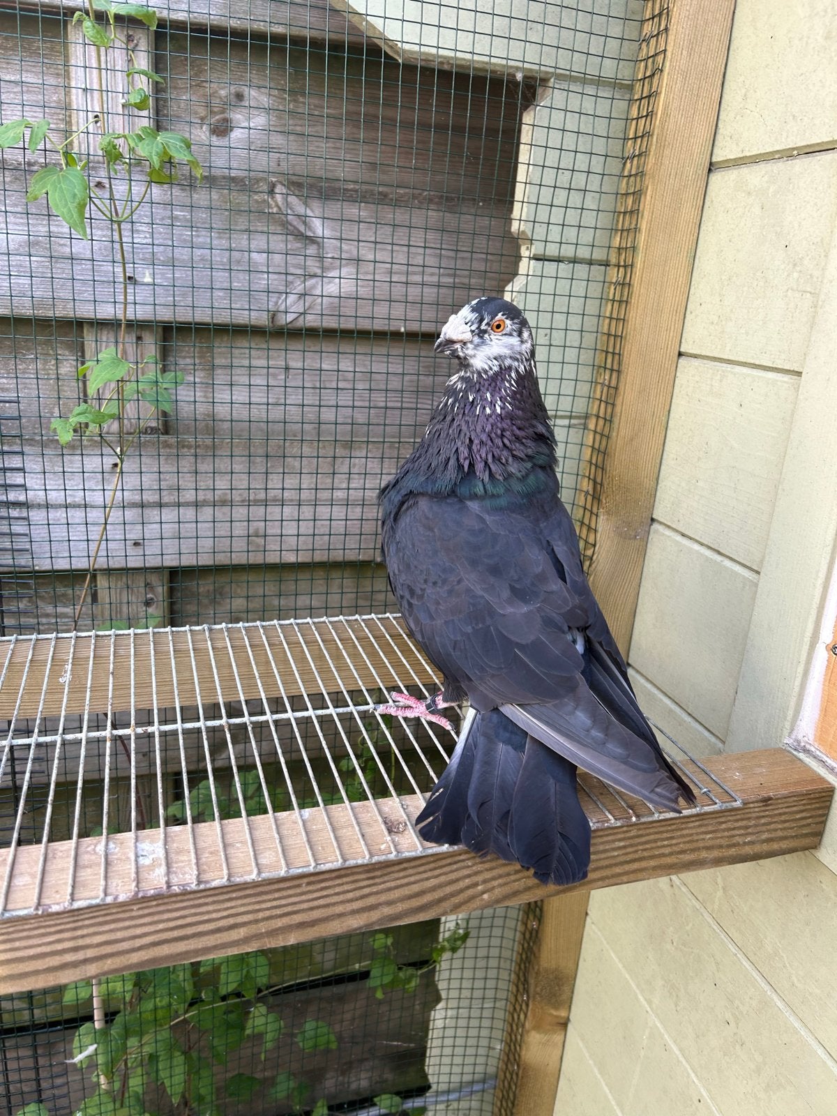 Valenciano kropper doffer, Dieren en Toebehoren, Mannelijk