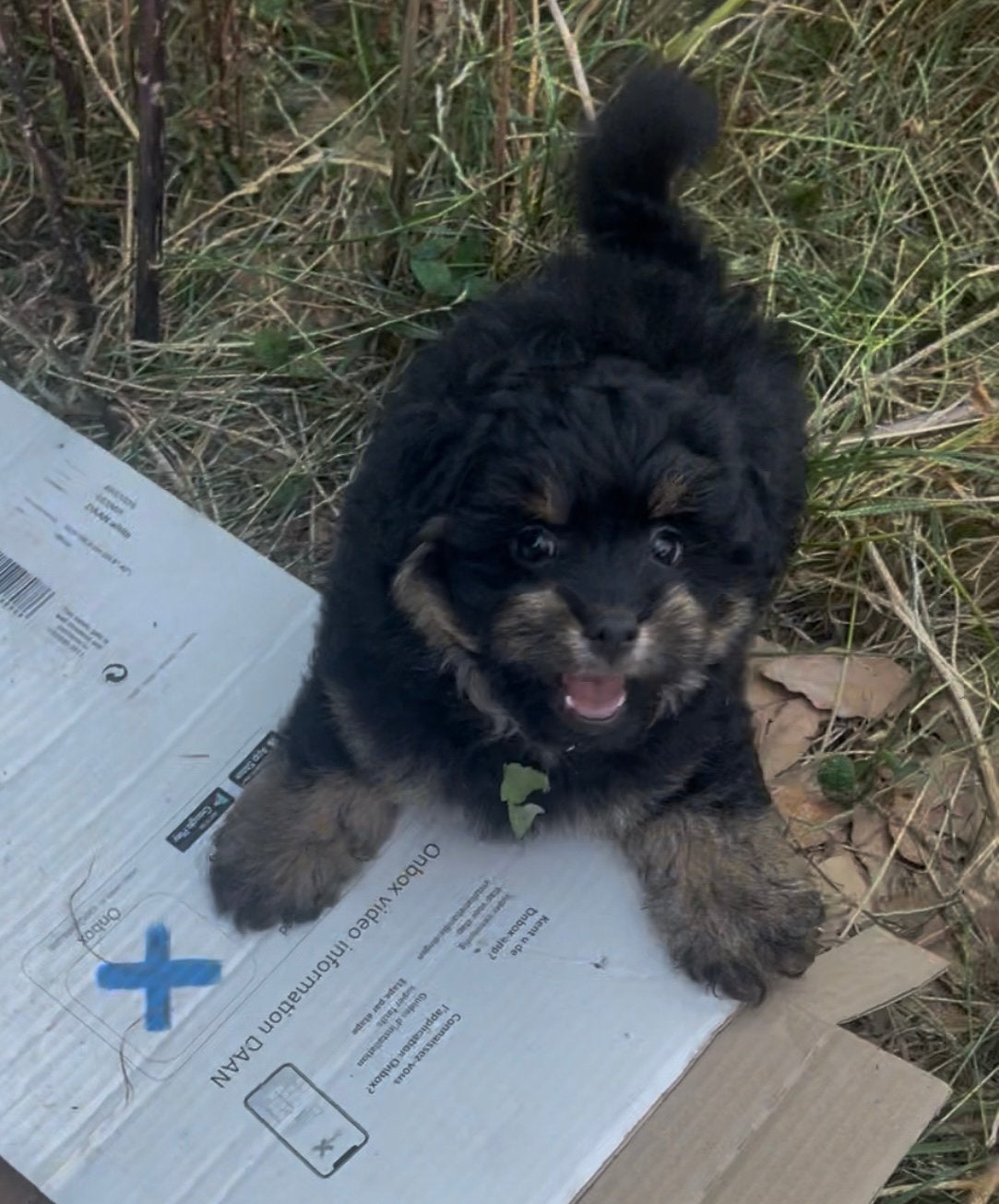 Pomapoo pups, Parvo, Overige rassen, 8 tot 15 weken, Meerdere