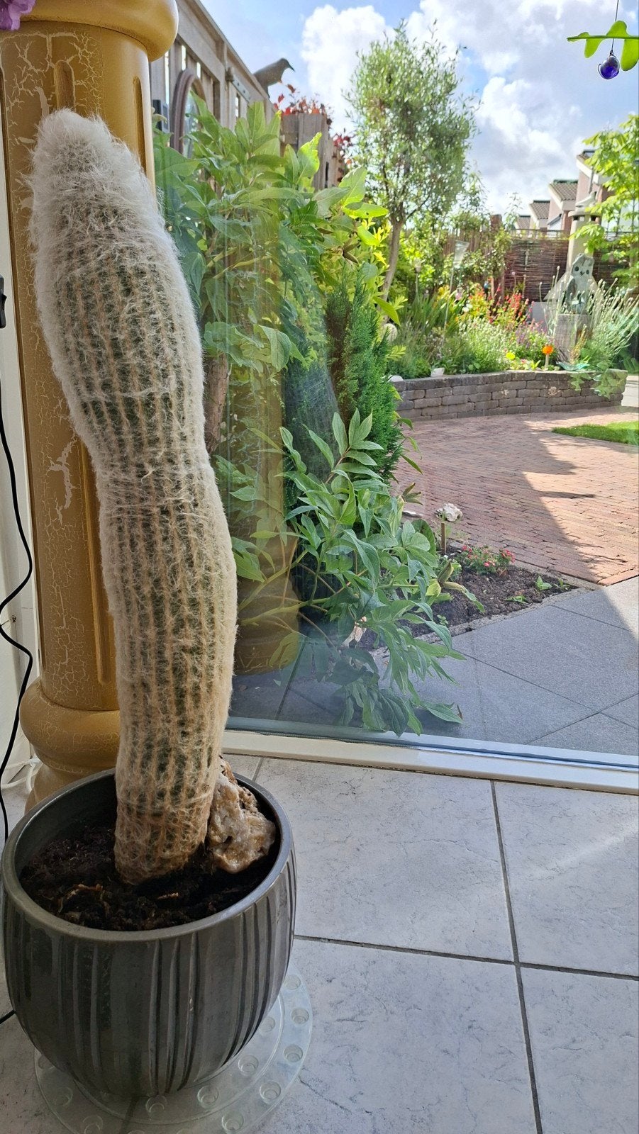 Grijsaard, prachtige grote cactus uit Mexico, Overige soorten, 100 tot 250 cm, Zomer, Ophalen