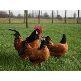 Gezocht Vorwerk Kriel hennen ( aan of tegen de leg ) Kriel., Dieren en Toebehoren, Pluimvee, Vrouwelijk, Kip