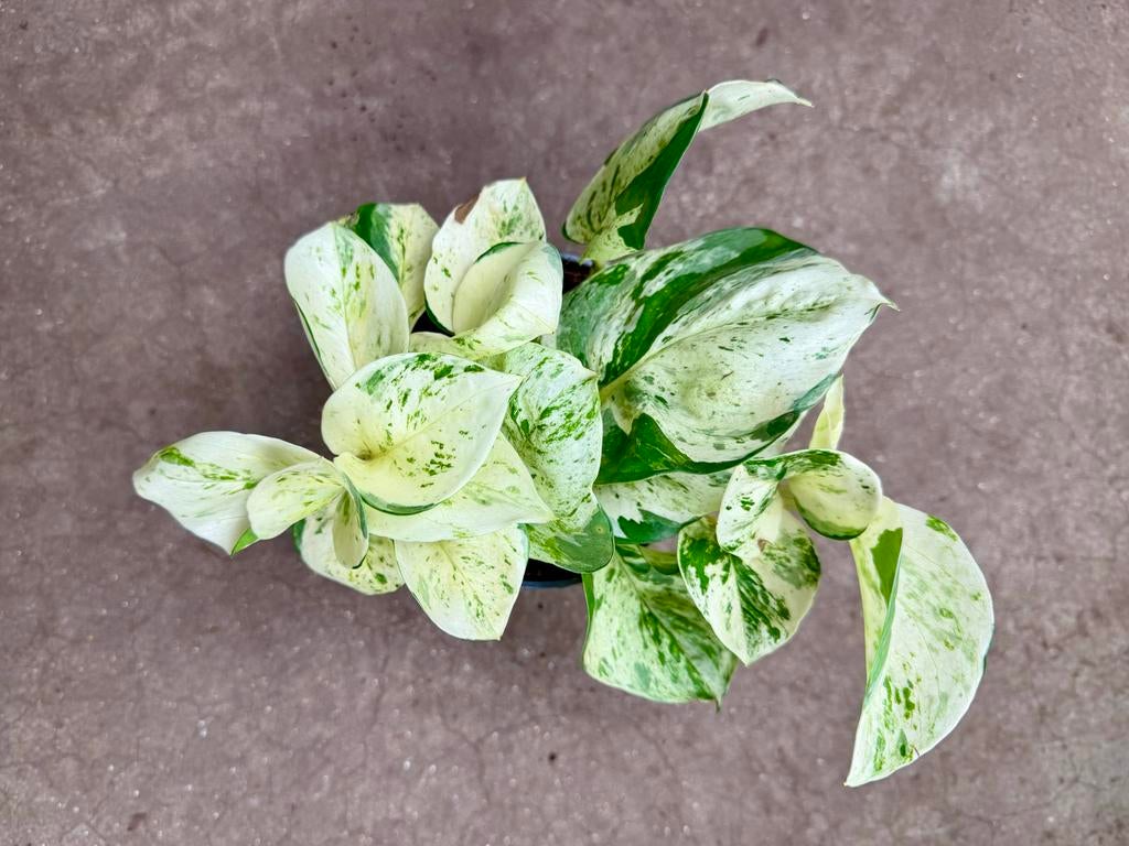 Epipremnum Happy Leaf - P12, Huis en Inrichting, Kamerplanten, Ophalen of Verzenden