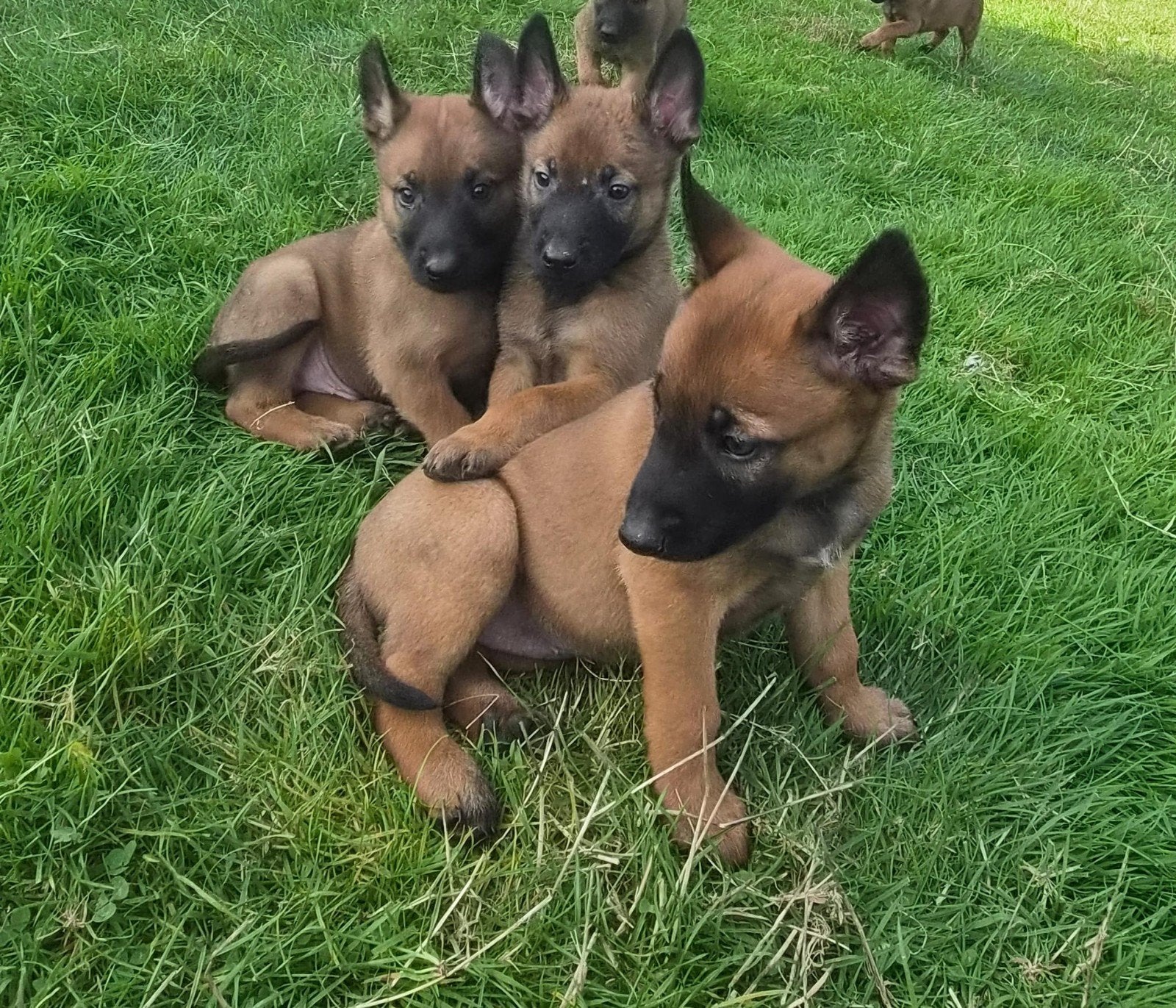 mechelse herder/ Belgian malinois pups, Dieren en Toebehoren, 8 tot 15 weken, Meerdere, Meerdere dieren, CDV (hondenziekte)