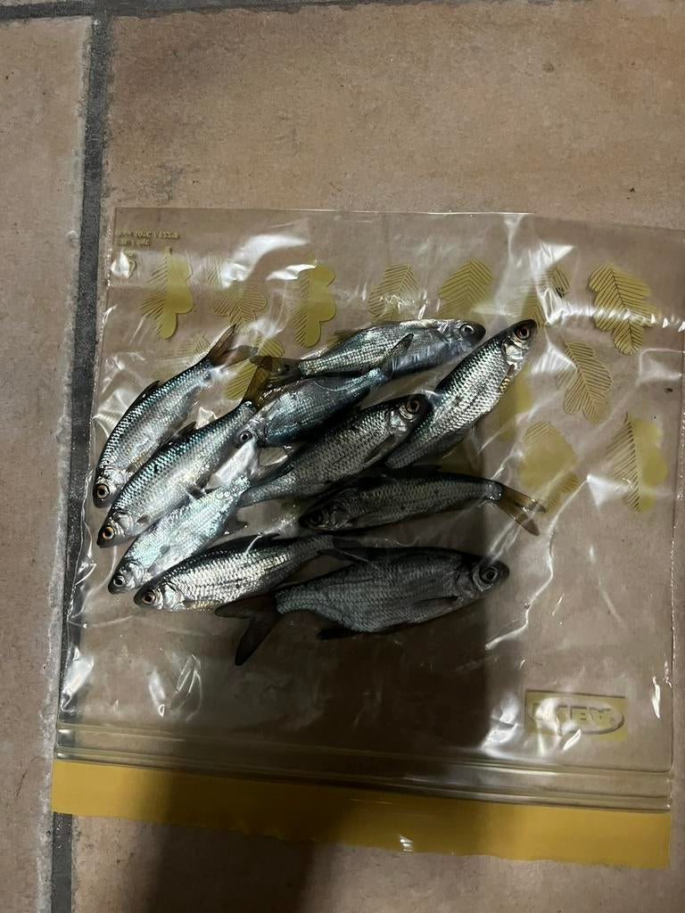 Kleine voorn en kolblei, Dieren en Toebehoren, Reptielen en Amfibieën, Slang, 0 tot 2 jaar
