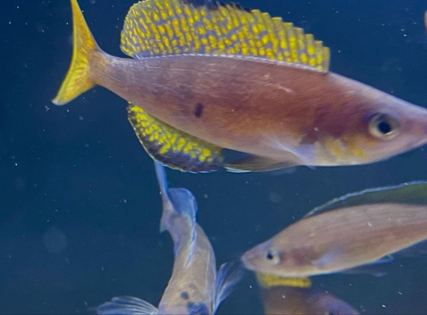 Wildvang cyprichromis microlepidotus bemba 3/3, Dieren en Toebehoren, Vissen | Aquariumvissen, Vis, Zoetwatervis, Schoolvis