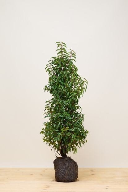 Portugese Laurier (Angustifolia) - verschillende hoogtes, Tuin en Terras, Ophalen of Verzenden, Laurier, 100 tot 250 cm