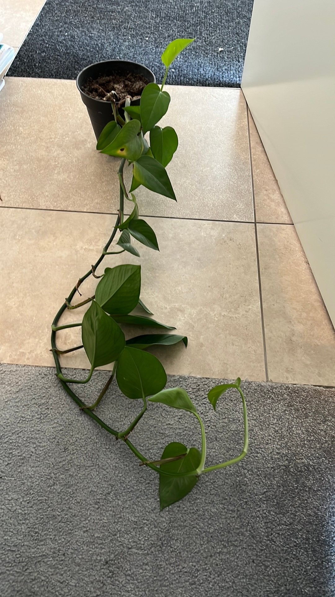Hang kamer plant, Huis en Inrichting, Kamerplanten, Ophalen, Halfschaduw, Minder dan 100 cm