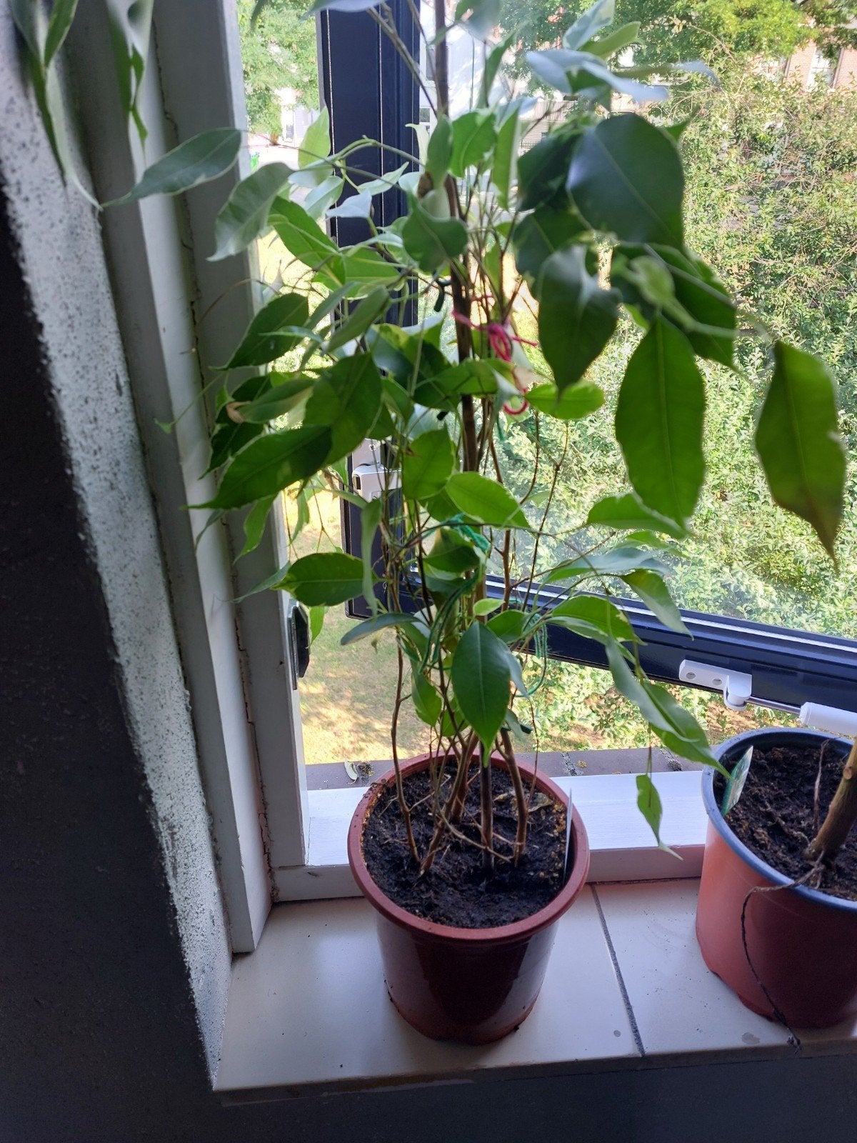 Ficus plant - 70 cm hoog, Ophalen, Ficus, Halfschaduw, Minder dan 100 cm