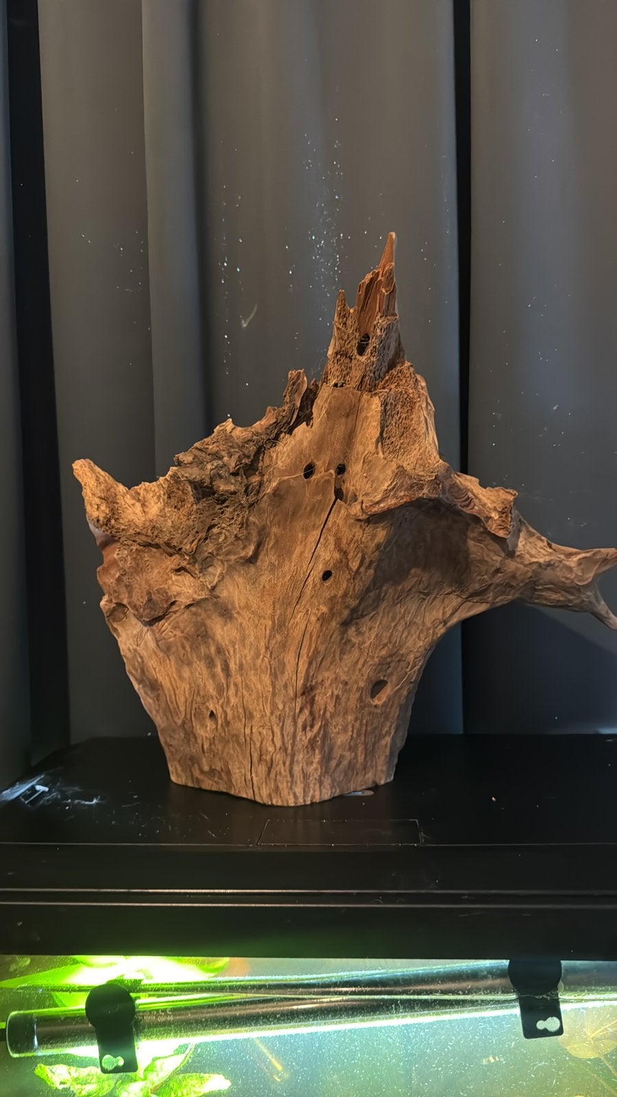 Decoratief hout aquarium, Ophalen, Zo goed als nieuw, Plant(en), Steen of Hout