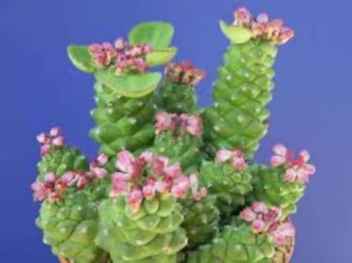Monadenium Ritchie Subsp. Nyambense 23cm schaal. , Overige soorten, Ophalen of Verzenden, In pot, Minder dan 100 cm