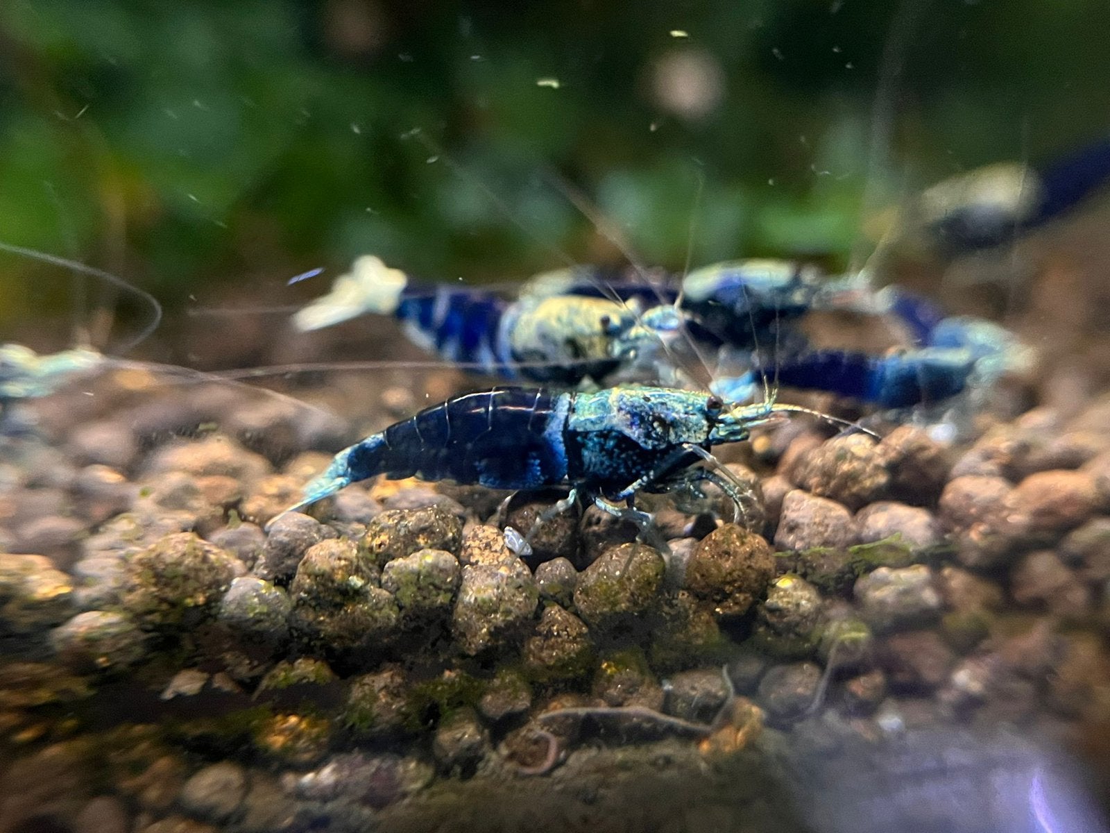 Blue Ocean High Grade garnalen blauw. Nog 20 stuks, Dieren en Toebehoren, Kreeft, Krab of Garnaal