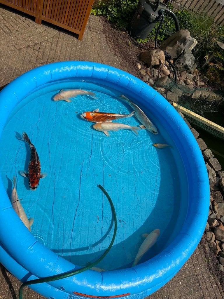 Koi, Karper of Koi