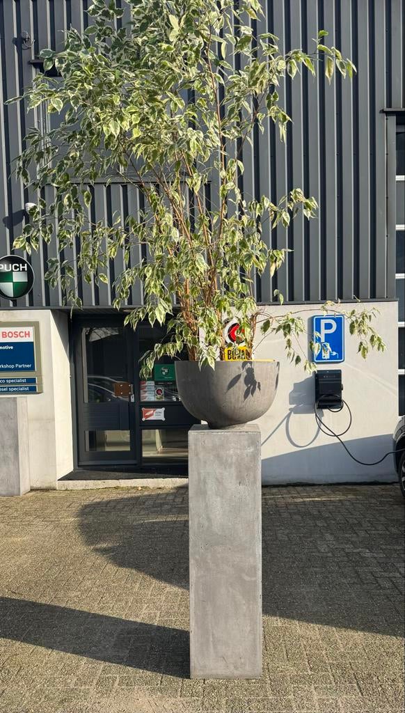 Grote plantenbakken met Ficus bomen, Ophalen, Kunststof, 40 cm of meer, Rond
