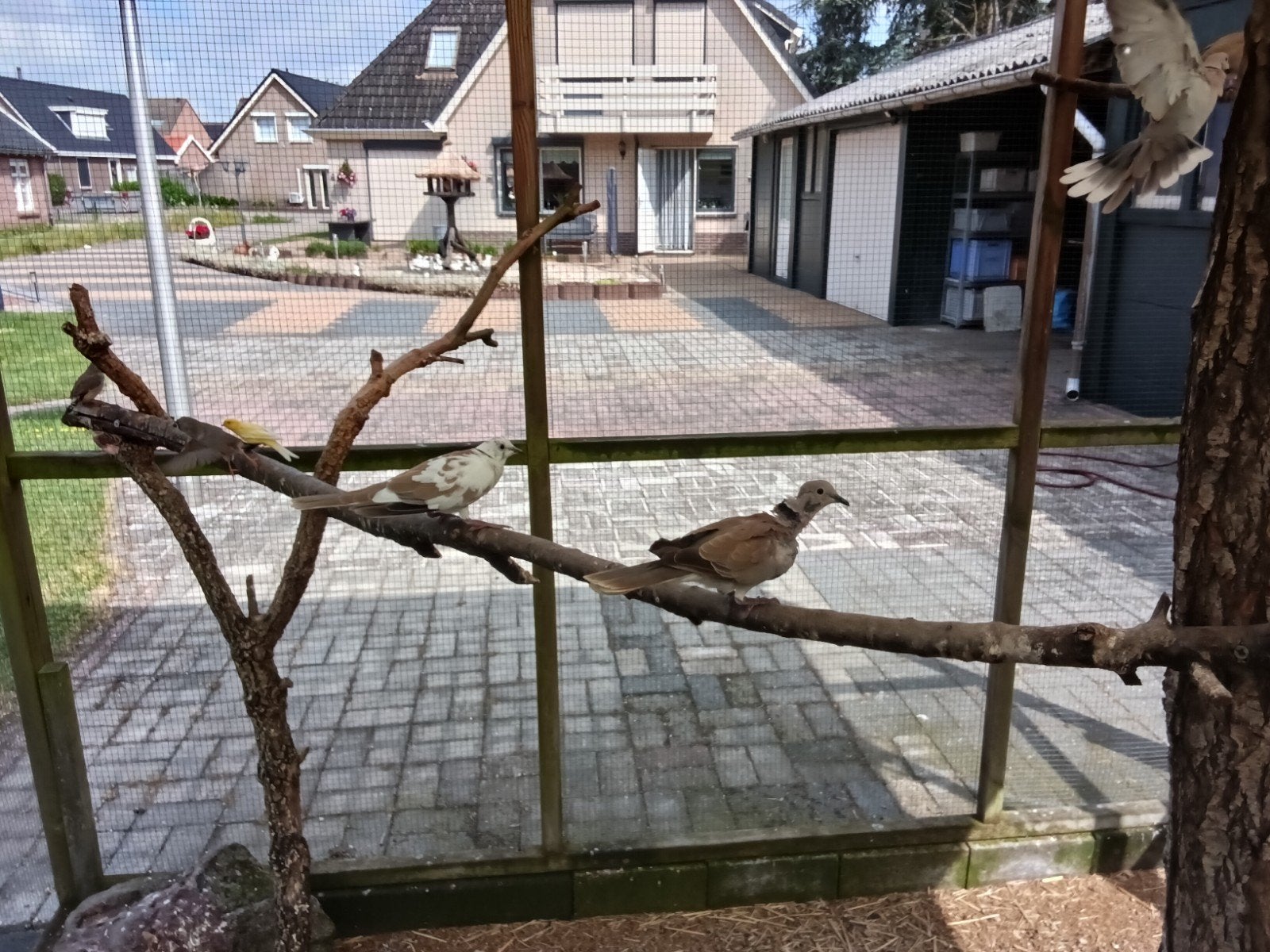 Lachduif man, Meerdere dieren, Overige soorten
