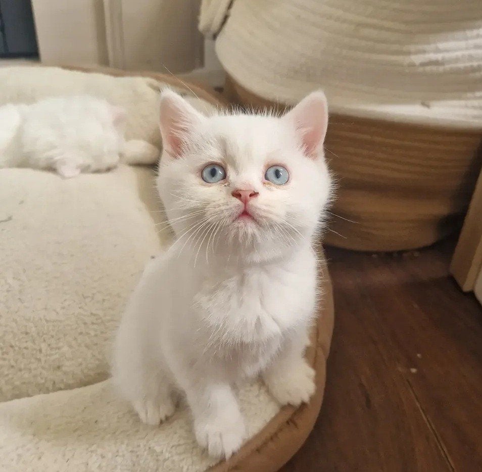 Britse korthaar wit blauwe ogen, Dieren en Toebehoren, Kater, Gechipt