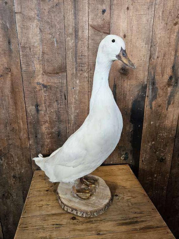 opgezette loopeend ``WOONWINKEL RUSTIEK``, Ophalen of Verzenden, Nieuw, Vogel, Opgezet dier