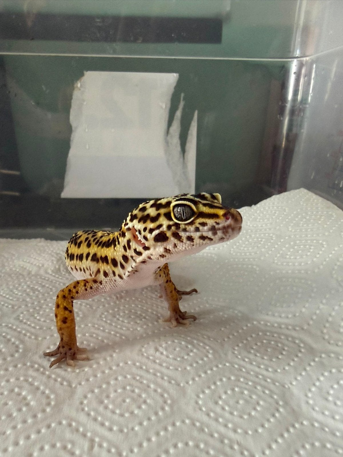 1.0 luipaardgekko wildkleur het blacknight Leopard Gecko photo 2