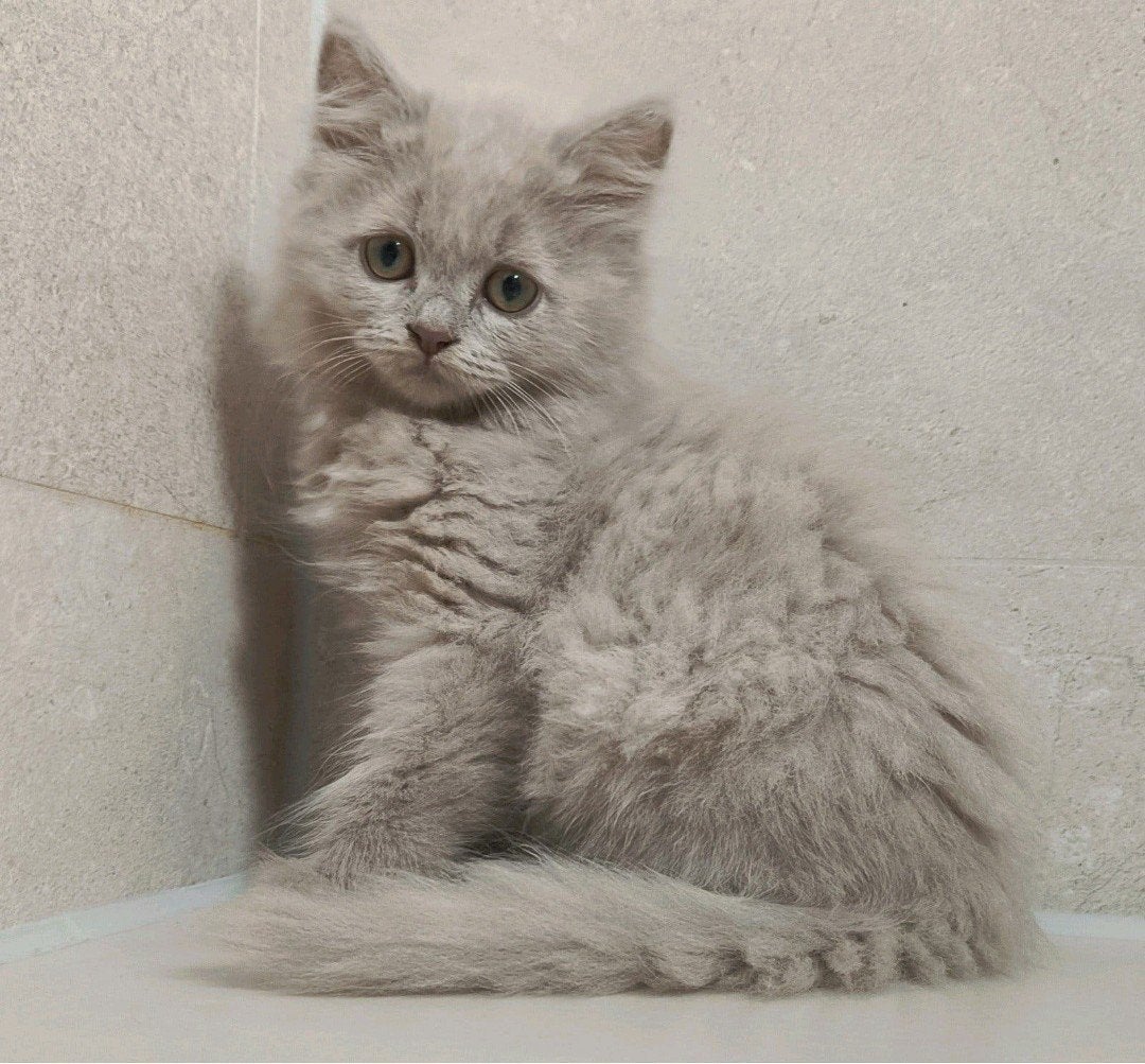 Prachtig lilac Brits langhaar poesje, super lief, 2x geënt, Poes, Ontwormd, 0 tot 2 jaar