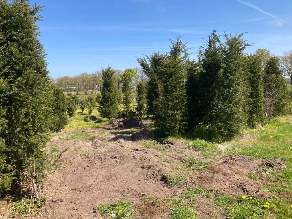 Taxus 3 meter+, Tuin en Terras, Planten | Struiken en Hagen, Ophalen, Taxus