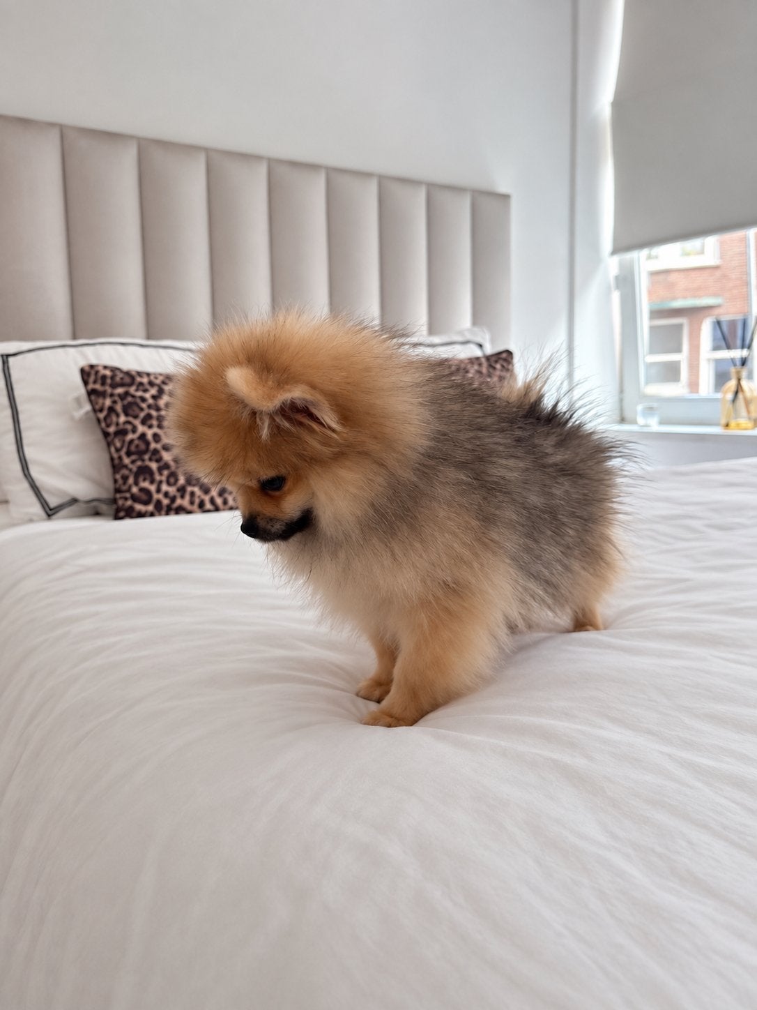 Pomeranian | Pomeriaan | Reu | FCI | Stamboom, Dieren en Toebehoren, Particulier, Keeshond, 15 weken tot 1 jaar, Reu