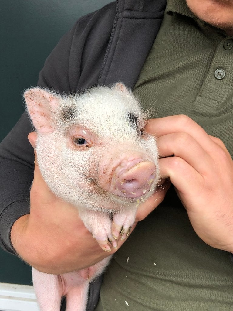 Minivarkens | Jonge biggen | Verschillende kleuren, Dieren en Toebehoren, Meerdere dieren, Varken