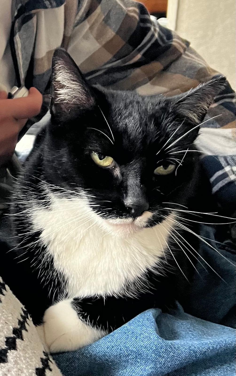 Superlieve zwart witte poes, Dieren en Toebehoren, Katten en Kittens | Overige Katten, Poes