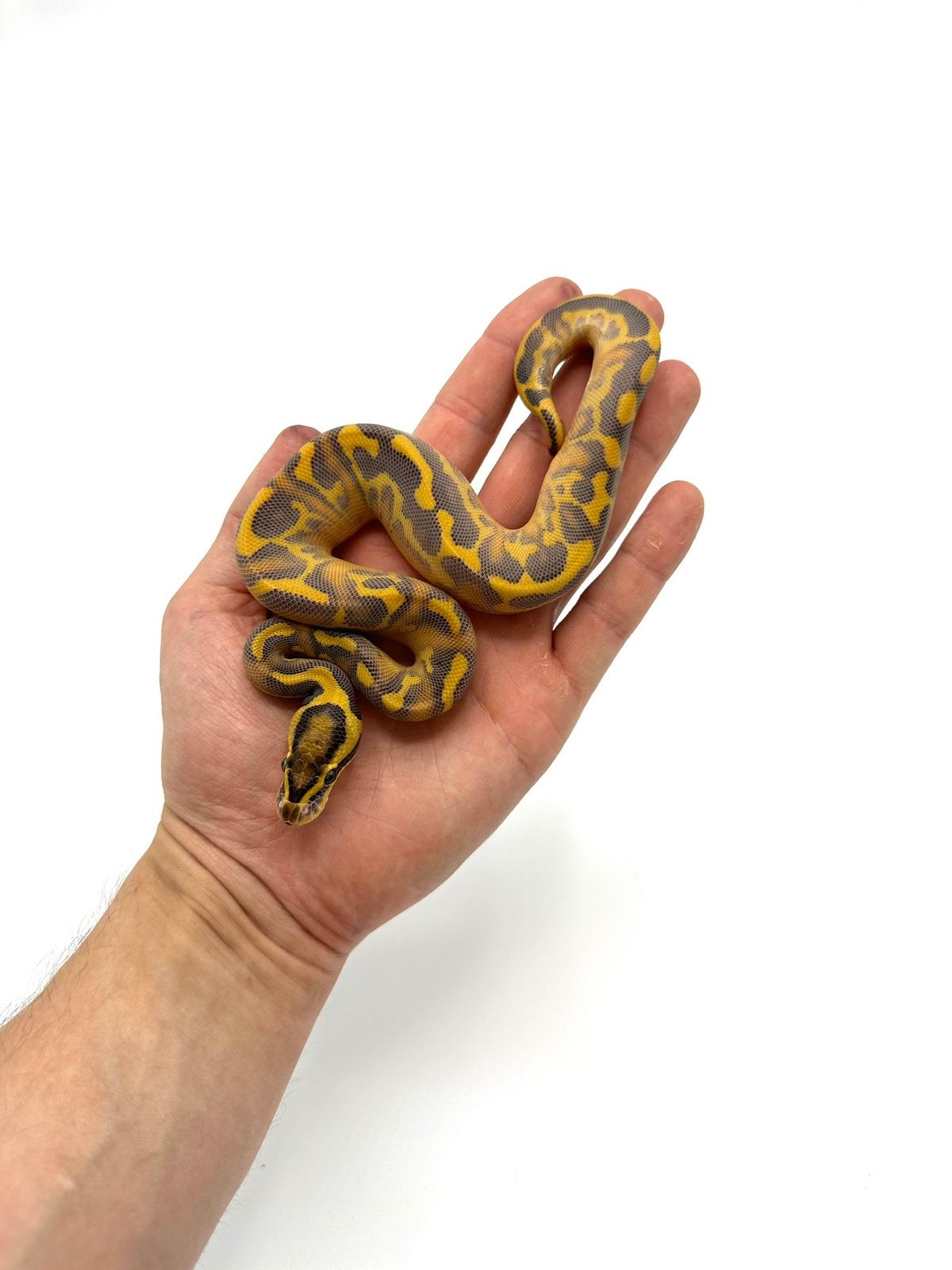 Diverse Python regius - koningspythons Ball Python photo 8