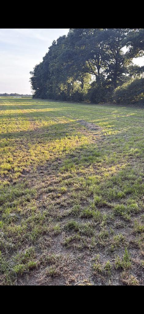 Gras op stam, Ophalen, Vee