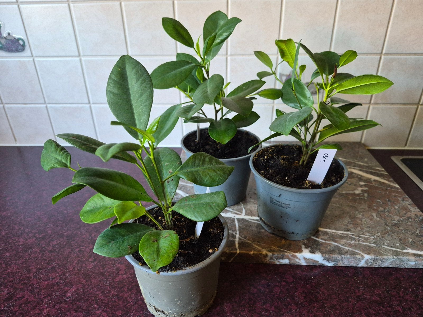 Diverse stekken Ficus, Huis en Inrichting, Kamerplanten, Ophalen, Ficus, Halfschaduw, Minder dan 100 cm