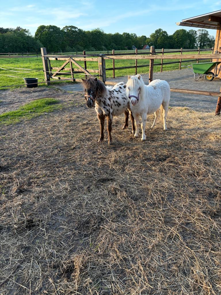 Mooie jaarlingen appaloosa cremello en zwart bonte merrie, Dieren en Toebehoren, Merrie