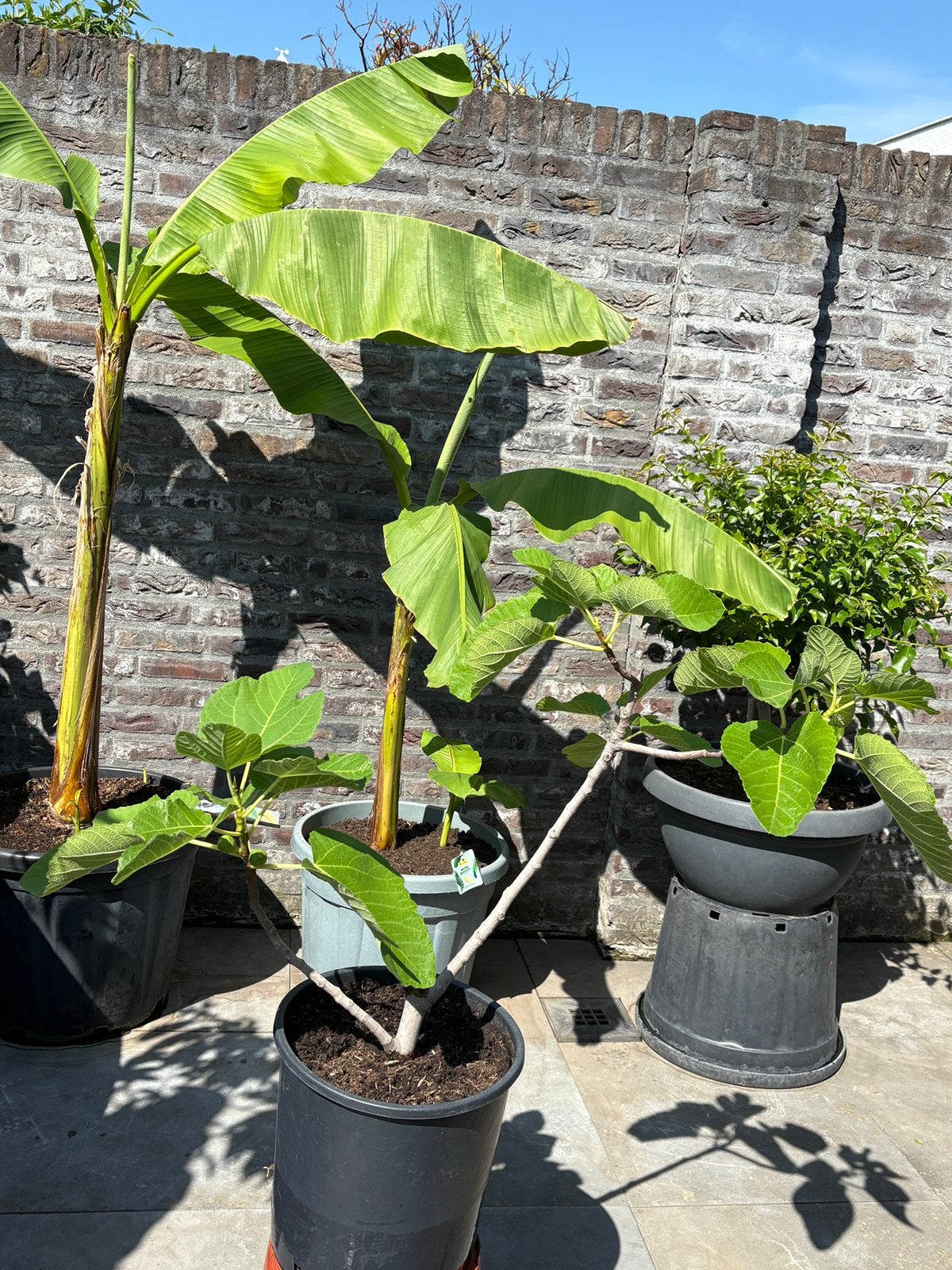 Leuke vijgenboom in pot aangeboden!!, Tuin en Terras, Planten | Fruitbomen, Ophalen, Minder dan 100 cm, Volle zon, In pot