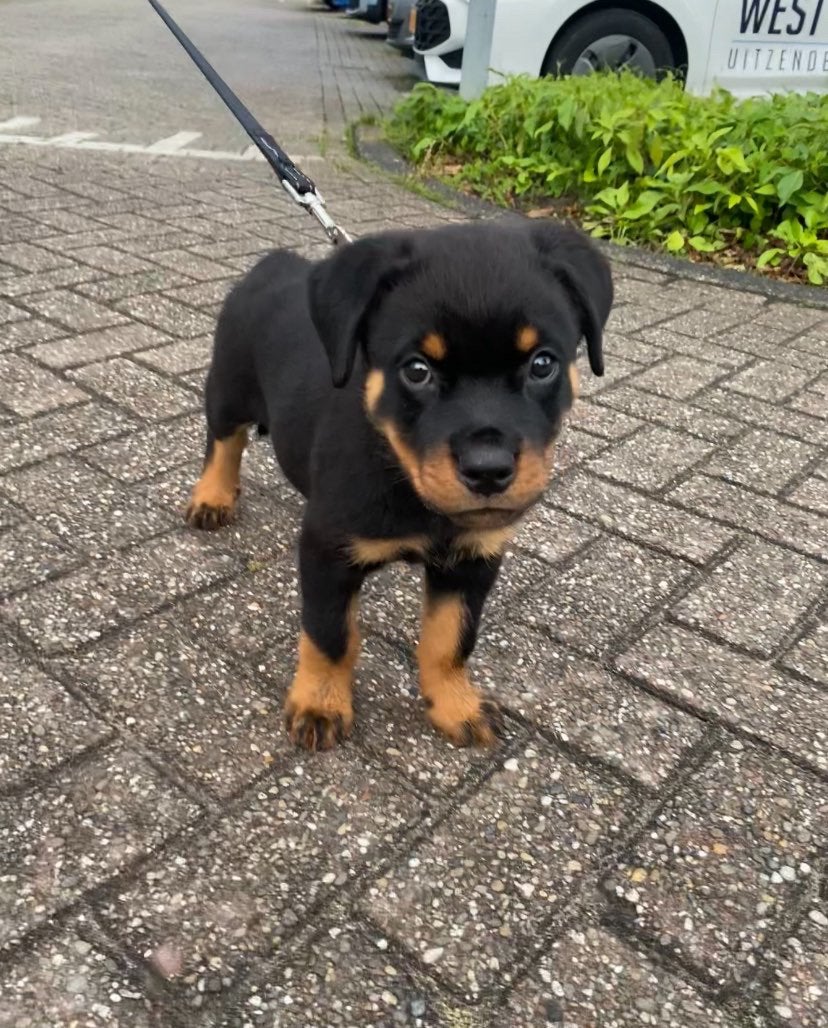 Rottweiler pup, Ophalen of Verzenden