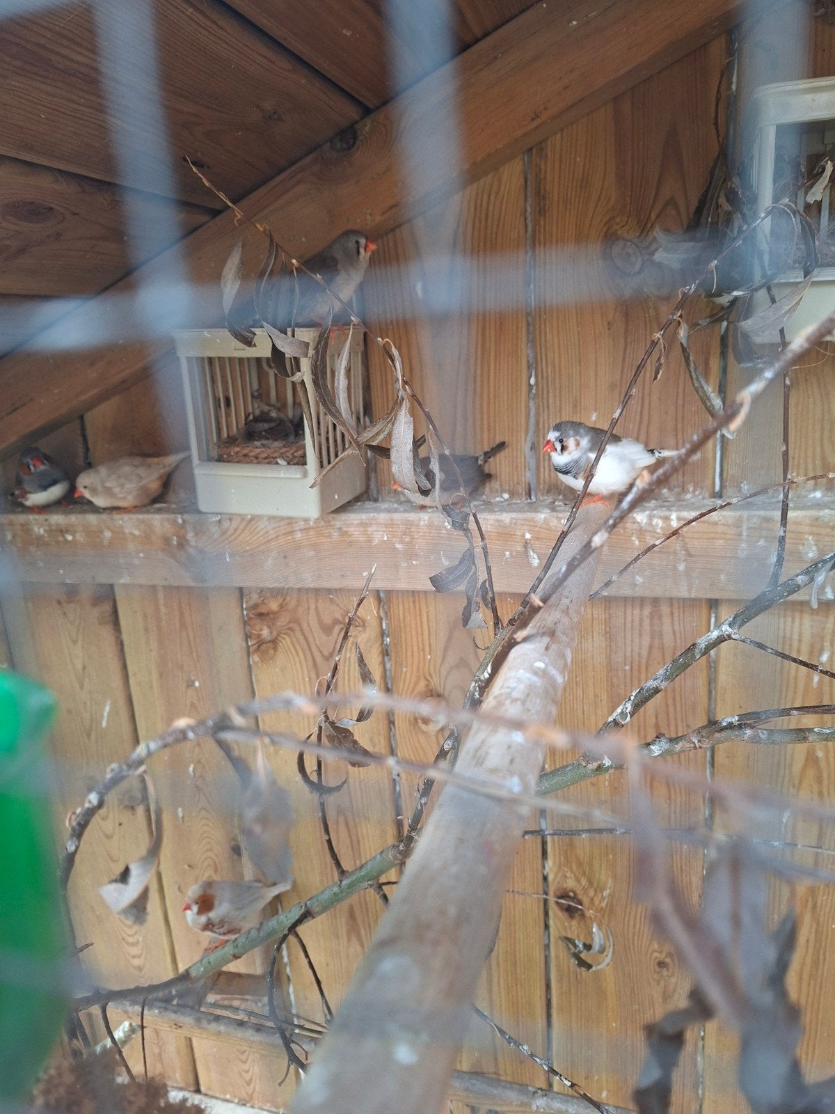 te koop verschillende mooie koppels zebravinken., Dieren en Toebehoren