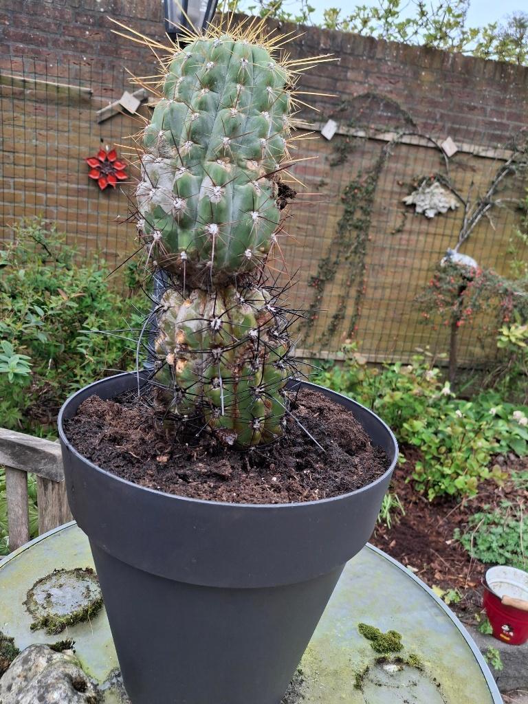CACTUSSEN 2 STUKS CA 80 JAAR OUD, Huis en Inrichting, Kamerplanten, Ophalen, Halfschaduw, Minder dan 100 cm, In pot