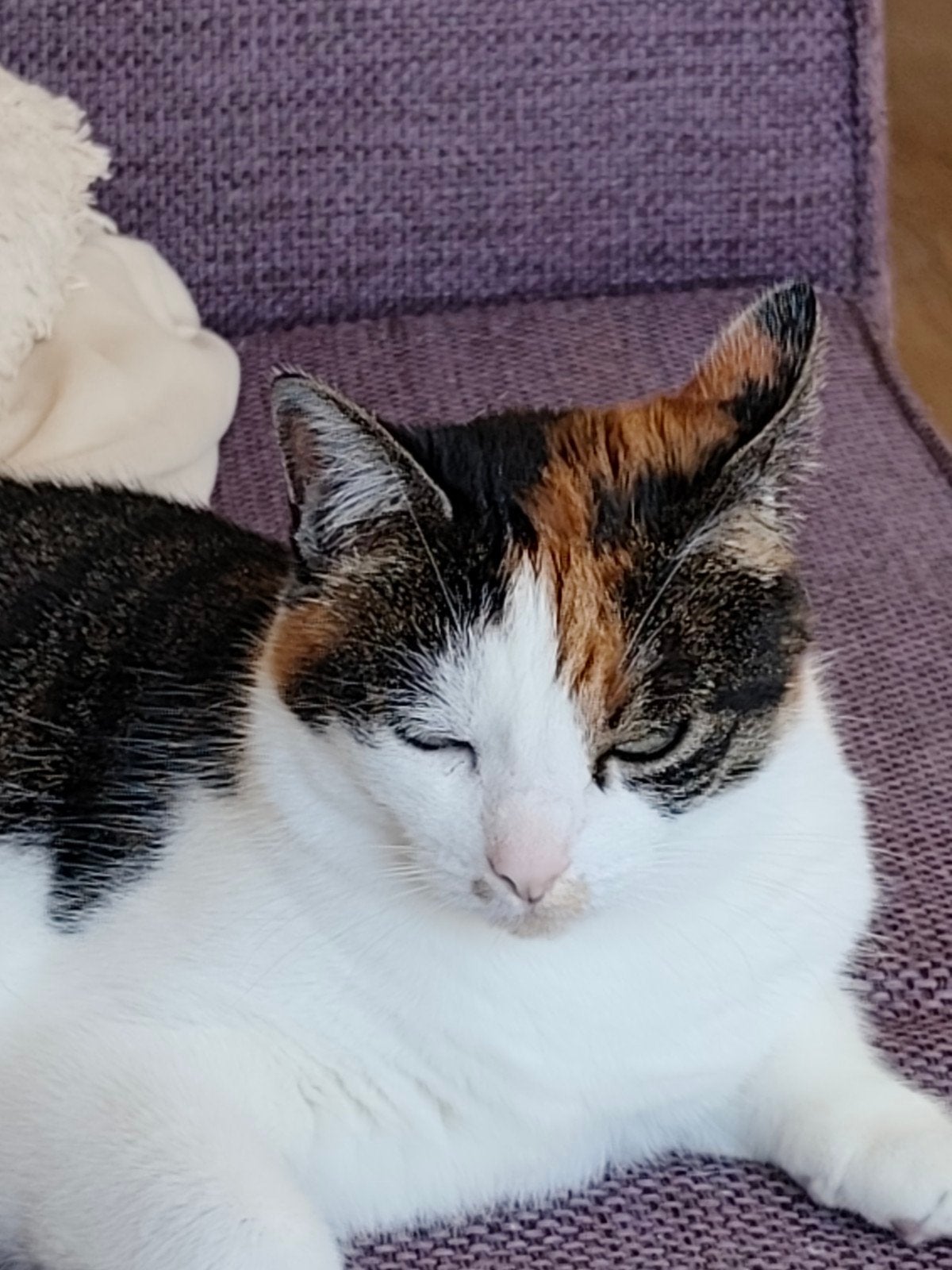 lapjeskat zoekt nieuw huisje, Poes, Kortharig, 6 jaar of ouder