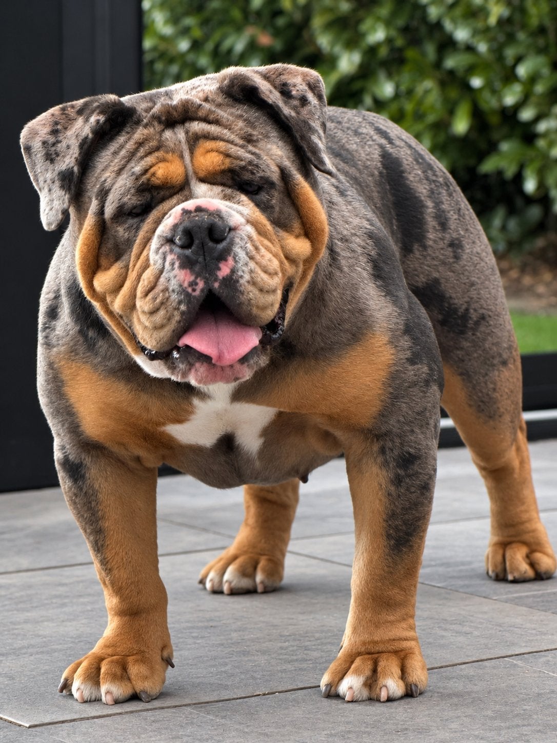 Old English Bulldog teef, Dieren en Toebehoren, CDV (hondenziekte), Teef, Bulldog, Eén hond
