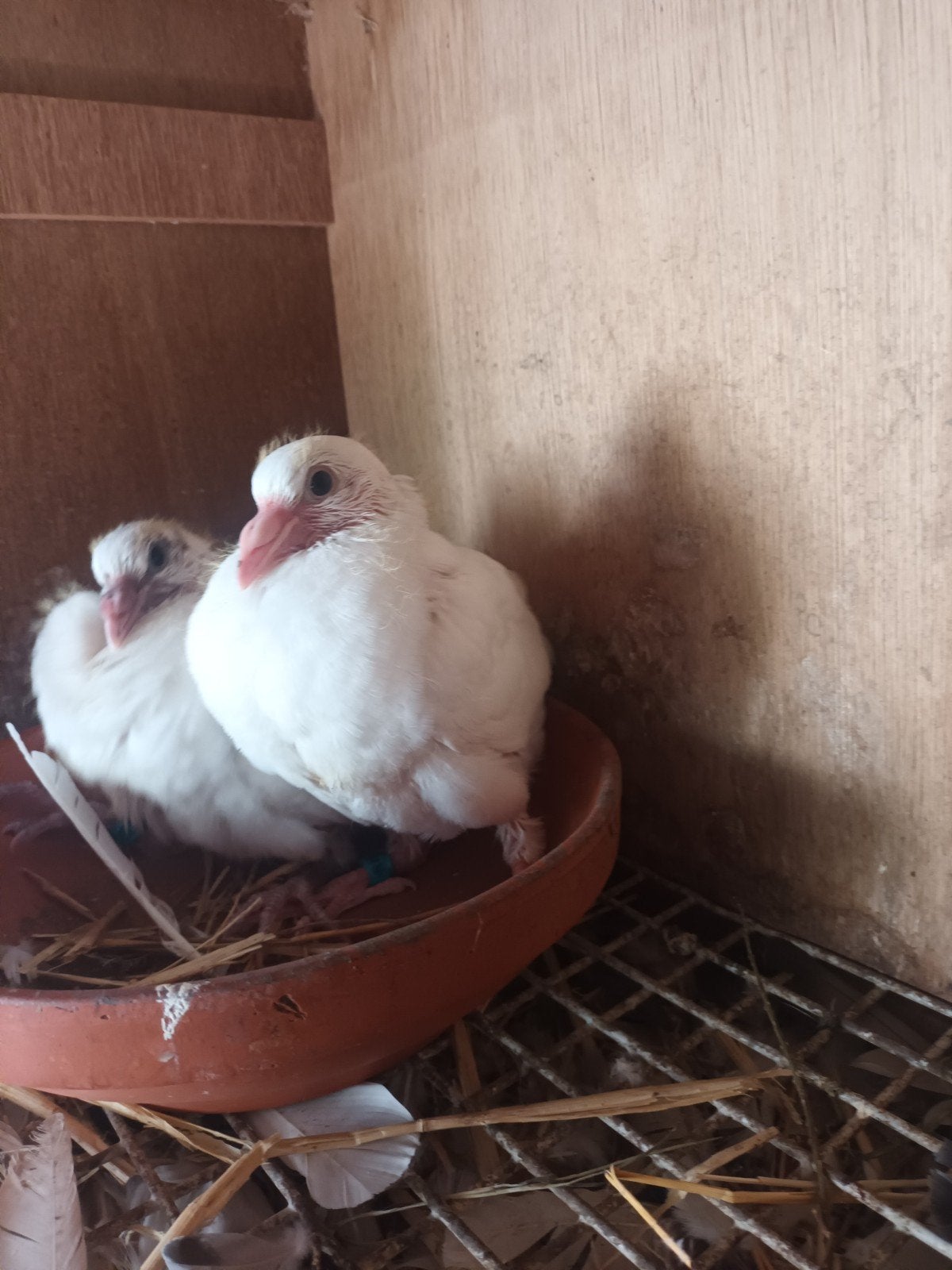 koppeltje jonge witte postduiven, Meerdere dieren, Postduif