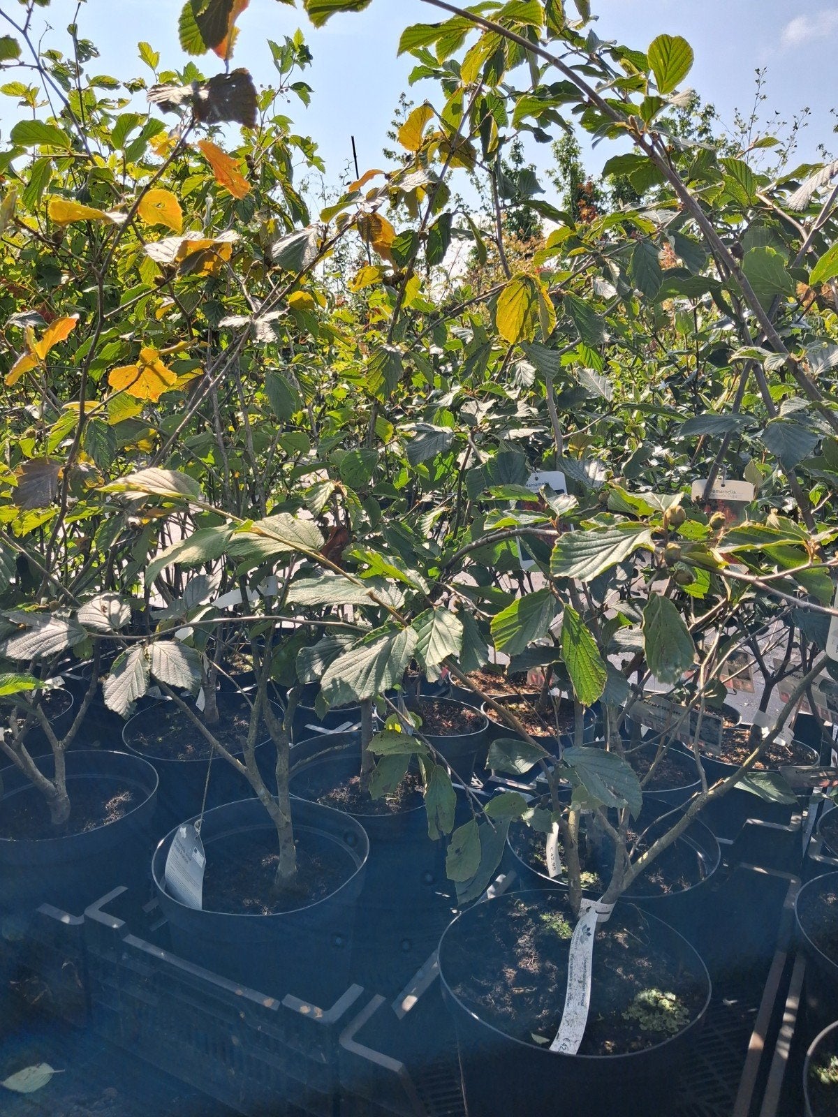 Hamamelis x intermedia 'Diane' - Rode toverhazelaar, Ophalen of Verzenden, Struik, 100 tot 250 cm
